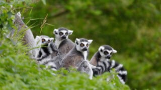 lemurs