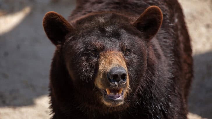 Bear Attack in Colorado: A Close Encounter of the Wild Kind