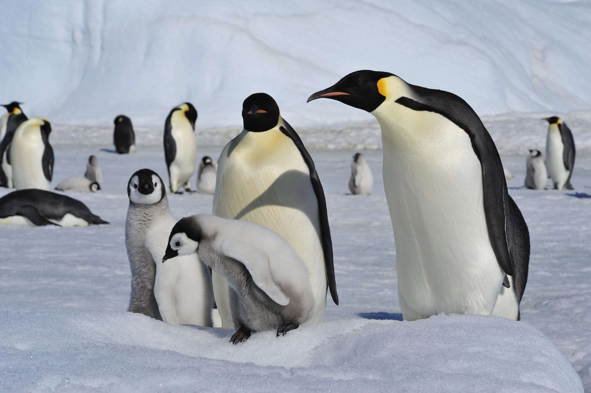 Emperor Penguins with chicks.