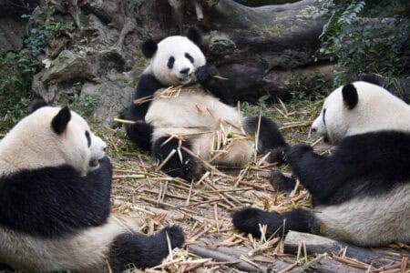 These Endangered Animals Are Making a Comeback