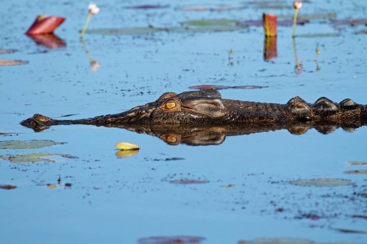 saltwater crocodile
