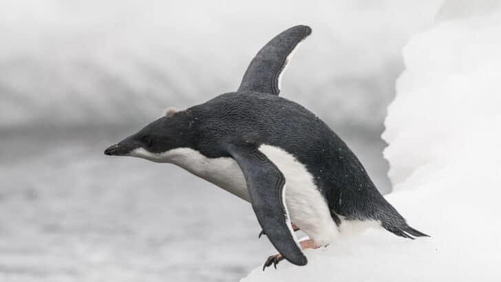 The Penguin Who Brings Pebbles as Gifts