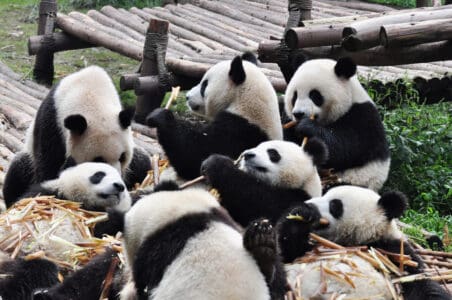 Where to See Giant Pandas Outside of Captivity
