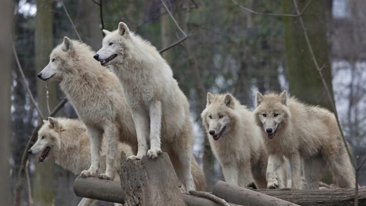 How Wolves Are Crossing State Lines to Rebuild Packs