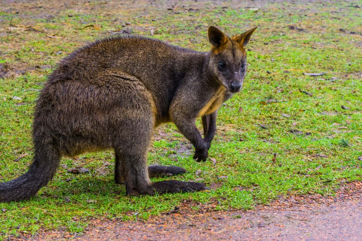 Kangaroo