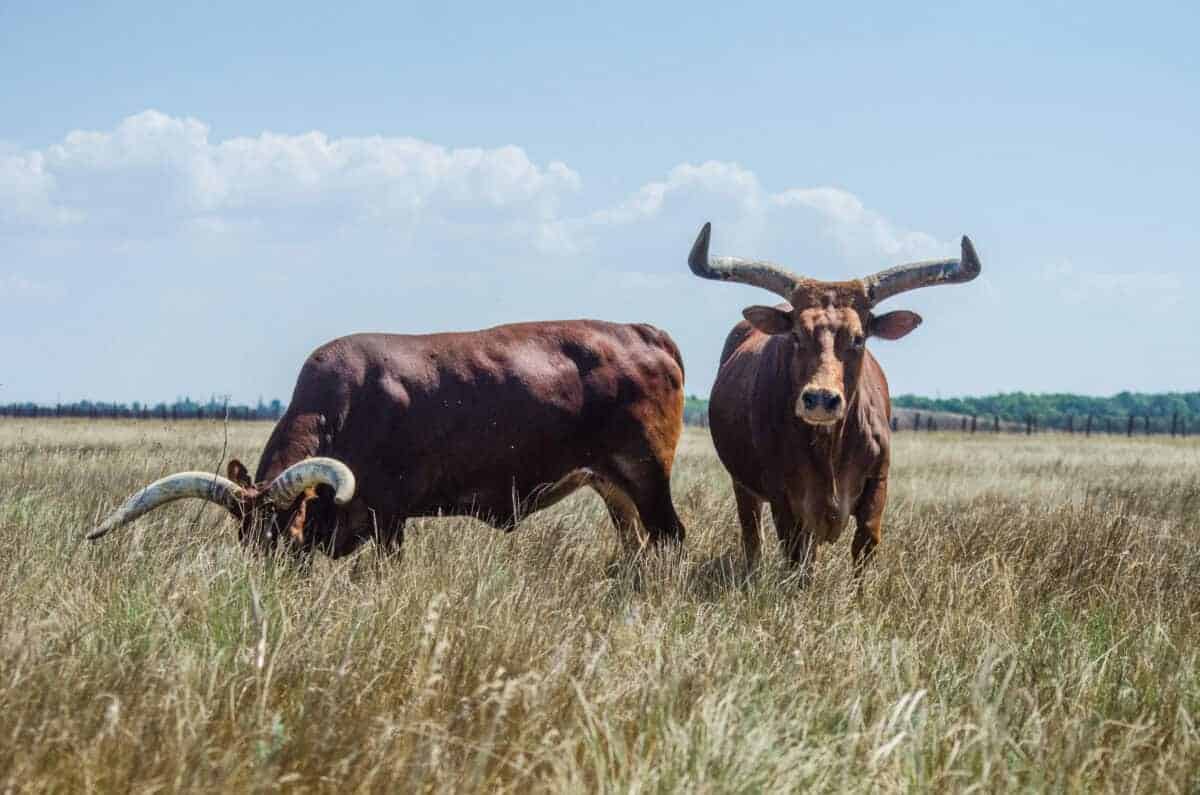 Texas Longhorn