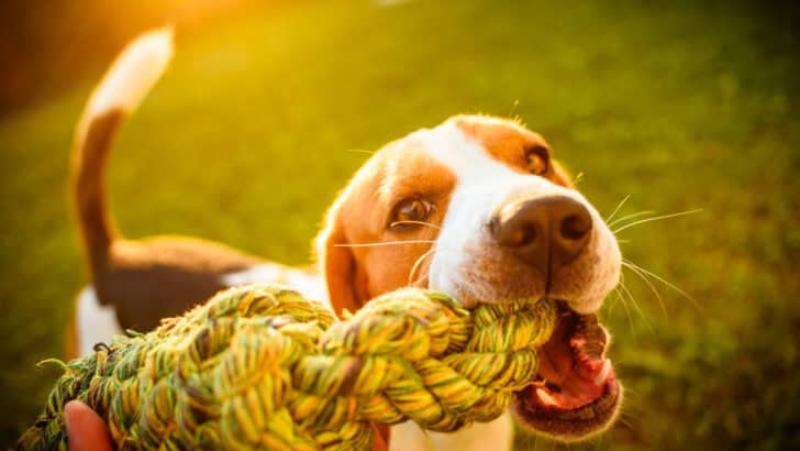 22 Essential Tips For Creating a Pet-Friendly Outdoor Space This Summer