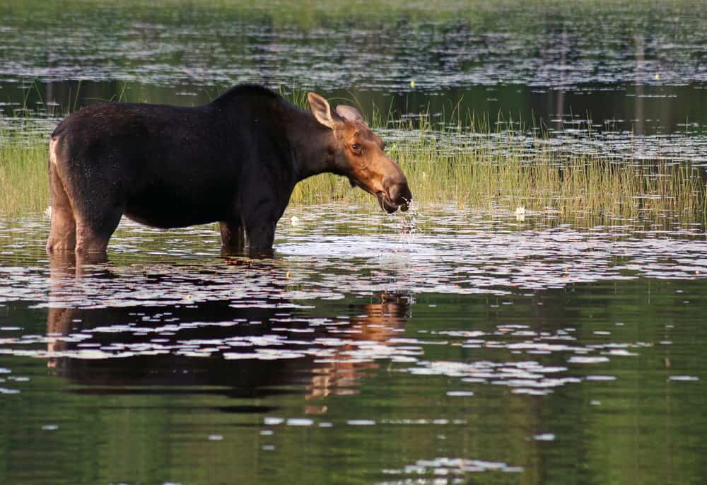 moose