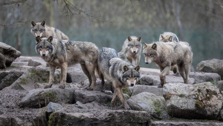 How 14 Wolves Completely Changed Yellowstone National Park