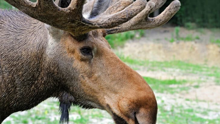 US States Where You Won’t Encounter Moose