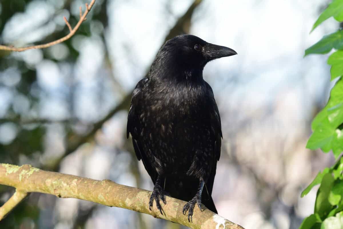 Corvus