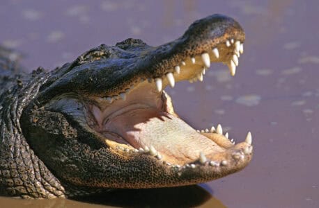 13 Most Dangerous U.S. Wildlife