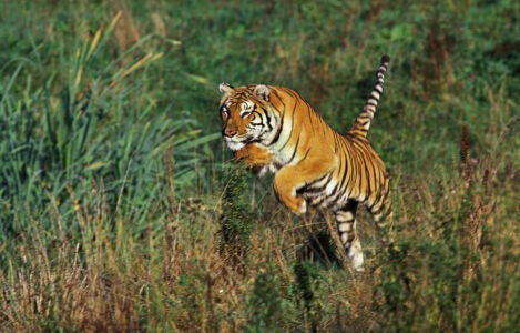 9 Fascinating Facts About Tigers You Probably Did Not Know