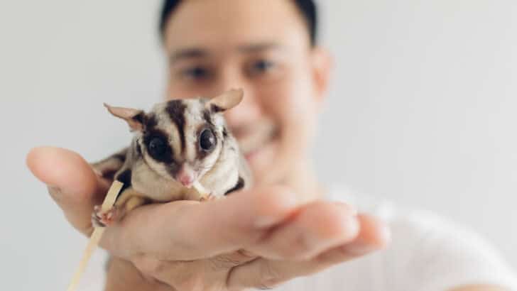 The Most Exotic Pets You Can Legally Own
