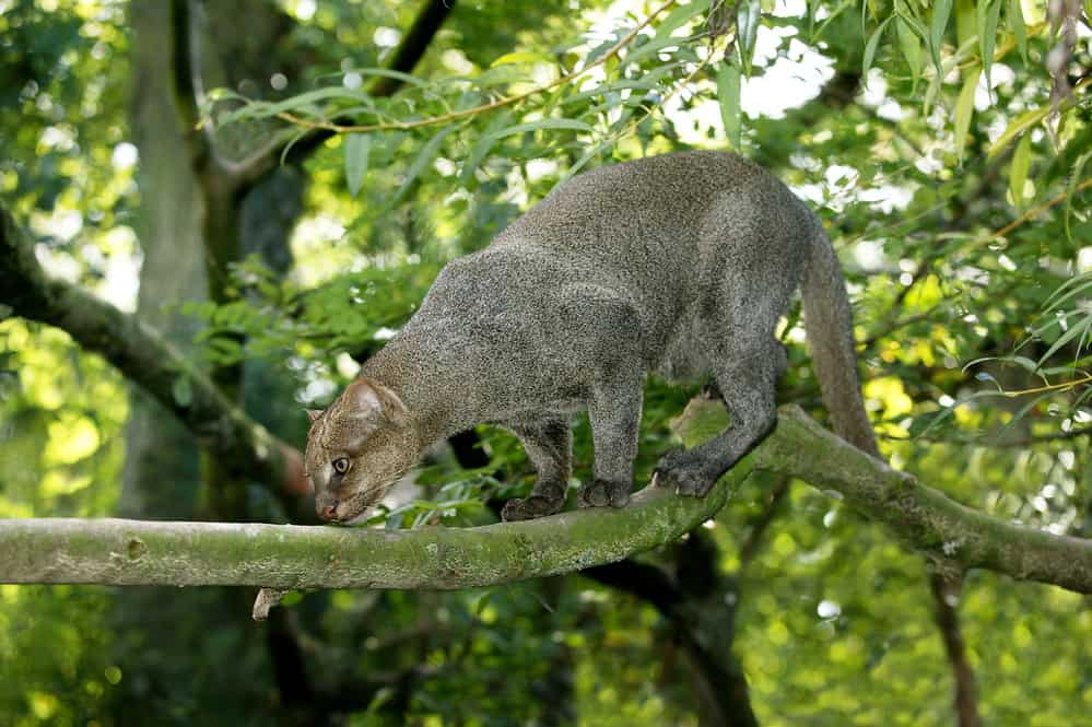 jaguarundi