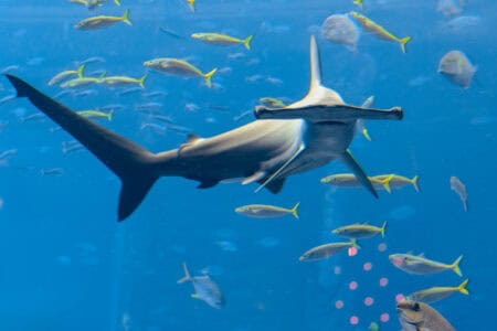 15 Shark Species You Did Not Know Lived Near U.S. Shores