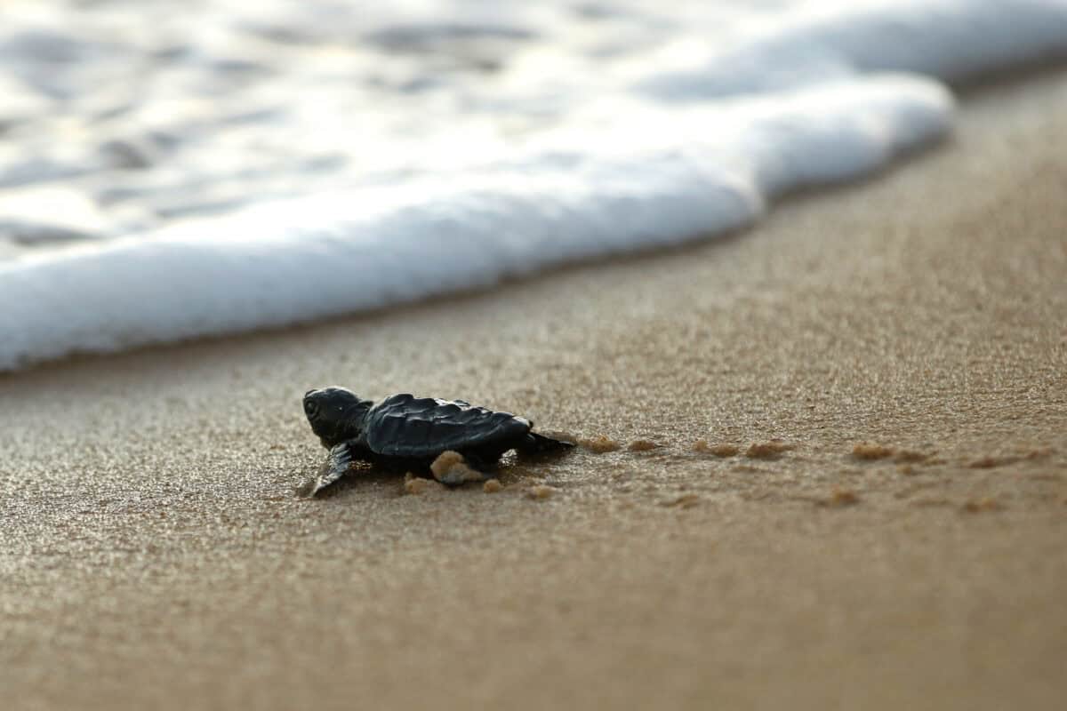 baby turtle