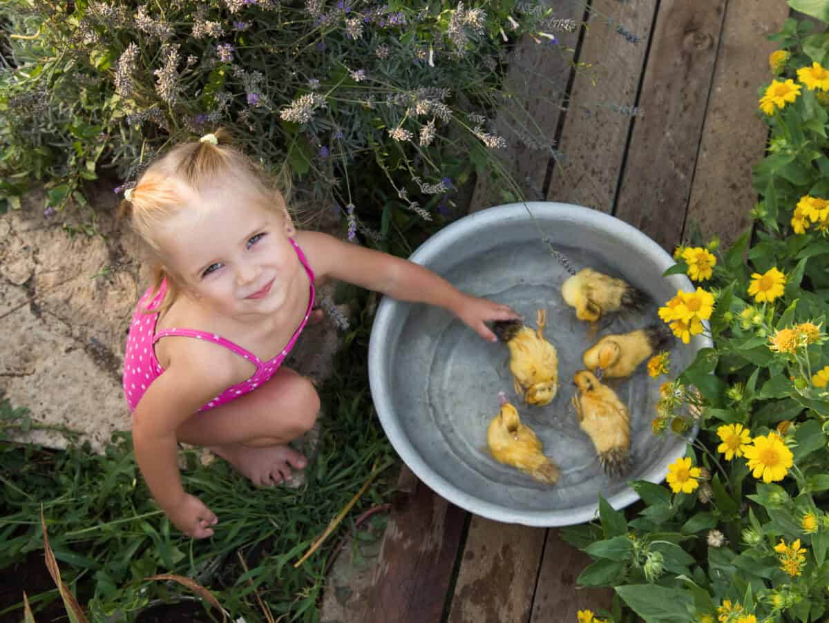 ducklings in garden