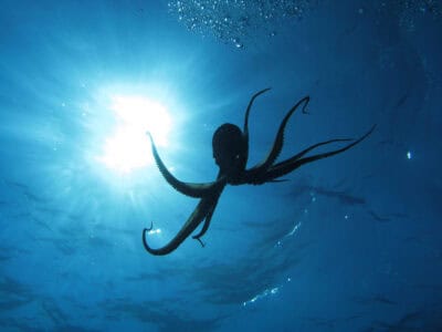 The Short-Lived but Intense Mating Rituals of the Octopus