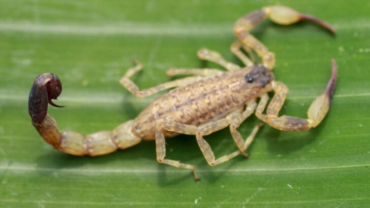 Watch Out! Scorpions Spotted in These 29 States