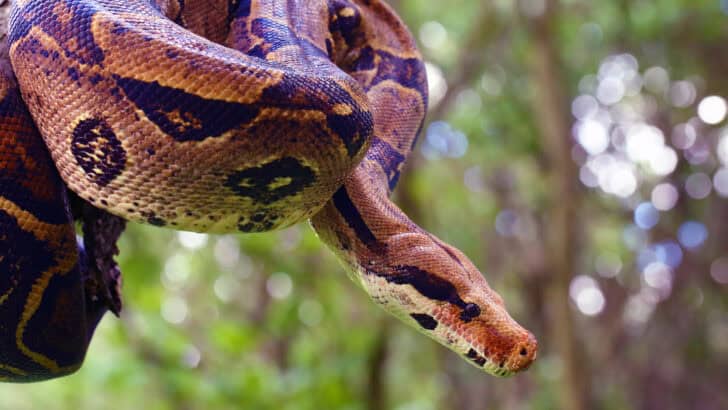 “Male” Snake Gives Birth To 14 Snakelets At Portsmouth College