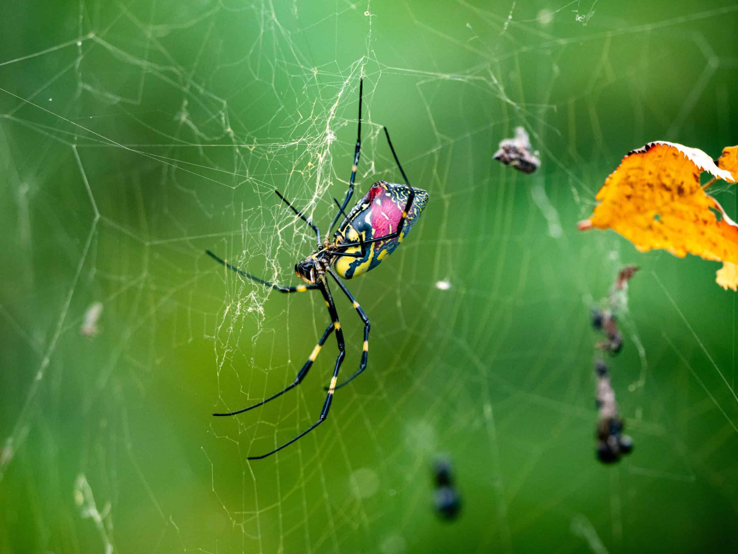 Flying Joro spider