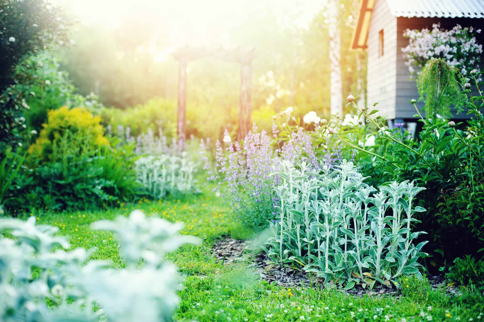 garden