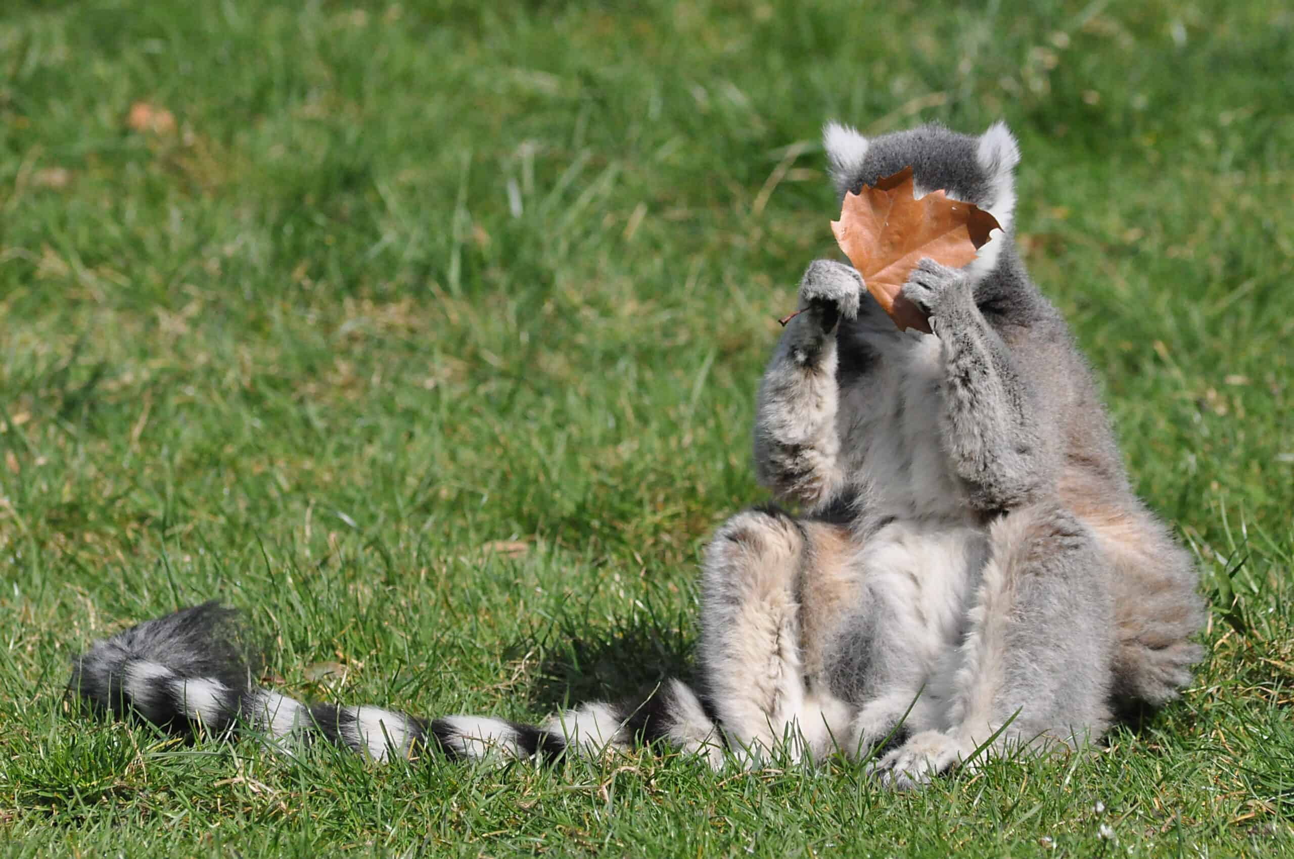 lemurs