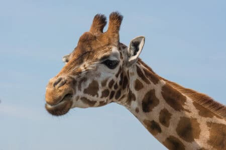 Did-You-Know These 30 Animals Were Endangered?