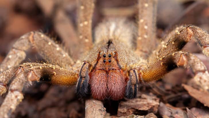 20 Insects You Didn&rsquo;t Know You Were Scared Of (Get Ready to Get the Creeps)