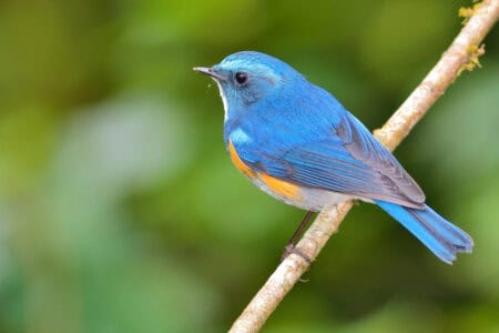 WATCH: Enchanting Songbirds