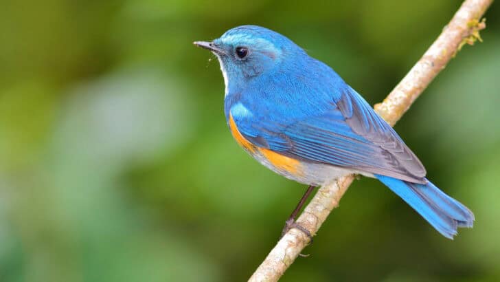 WATCH: Enchanting Songbirds