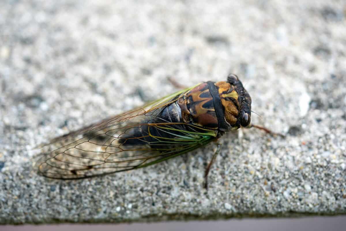 Cicadas (General)