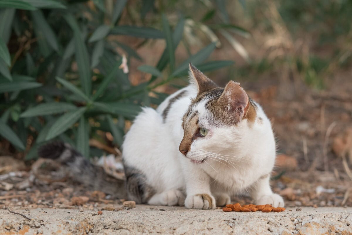 pet cat on street