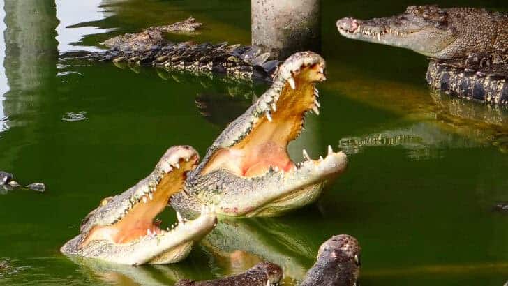 Two Alligators Fight Over Territory for 45 Minutes in a Florida Residential Neighbourhood