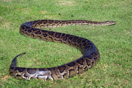 The Longest Snake Ever Measured in the U.S.