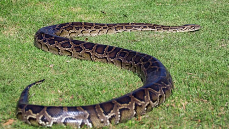 The Longest Snake Ever Measured in the U.S.