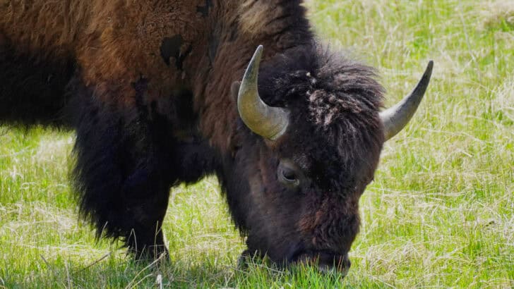 Where America’s Last Wild Bison Roam