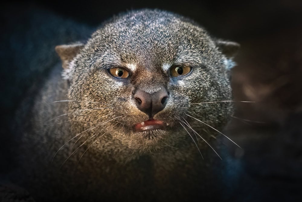 jaguarundi