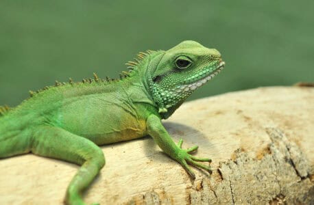 Americans Encouraged to Eat Invasive Species to Protect Ecosystems