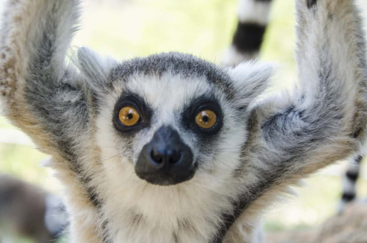 lemurs