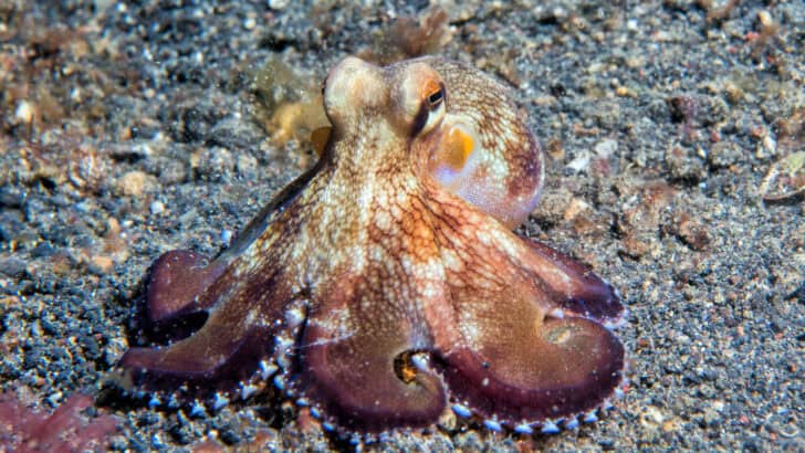Incredible Reef Revival of Algarve Octopus with Help of Local Fisherman