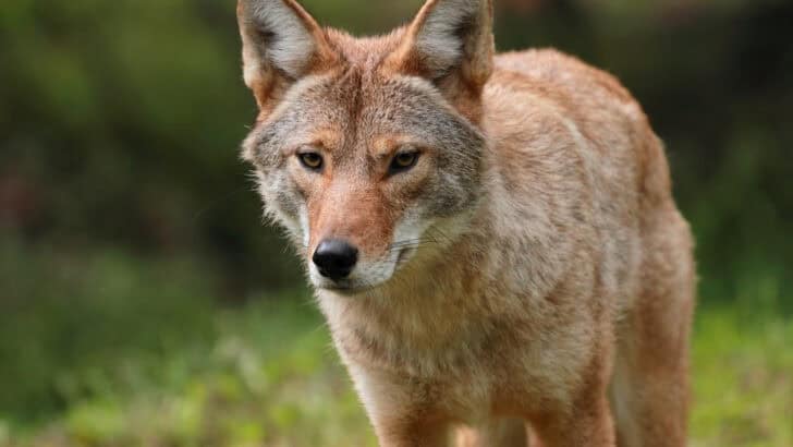 What to Do If a Coyote Approaches You