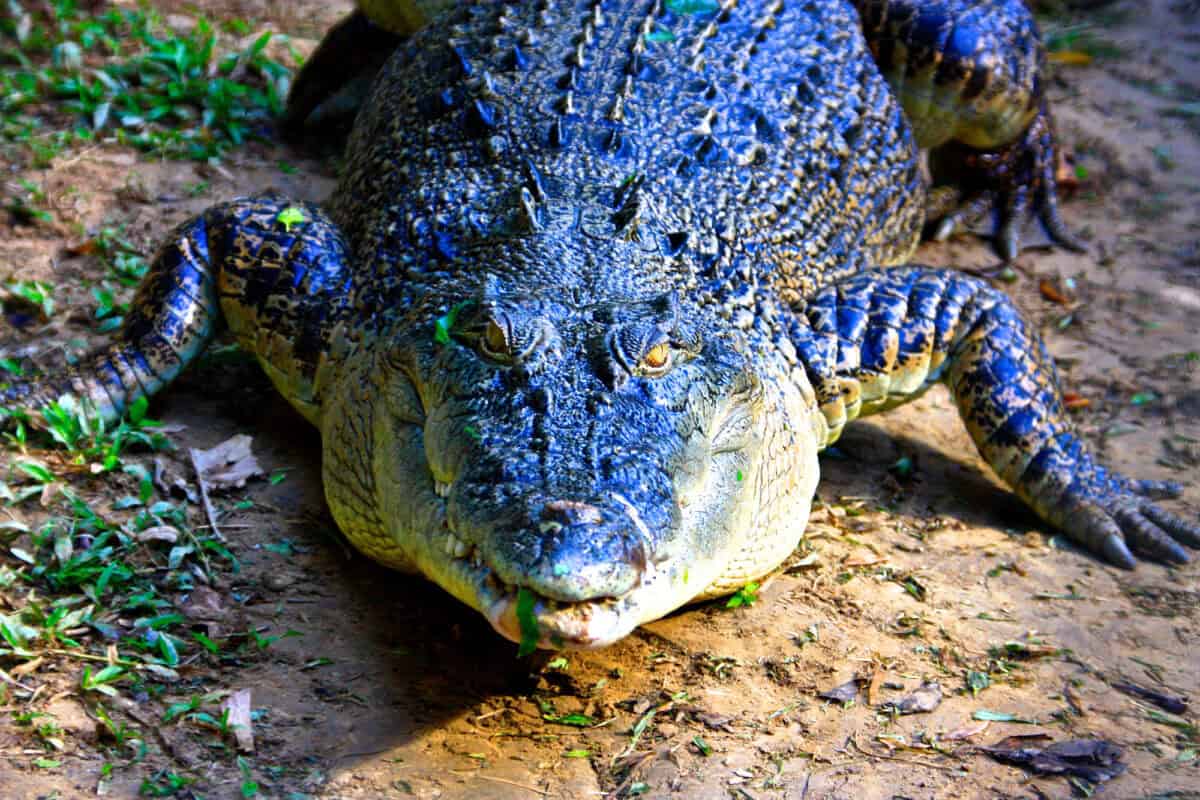 saltwater crocodile