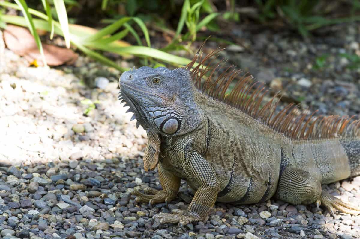 iguana