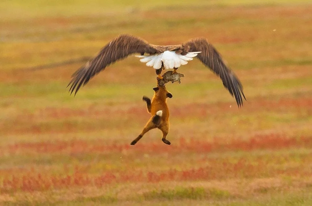 Bald Eagle Snatches 6-Pound Rabbit