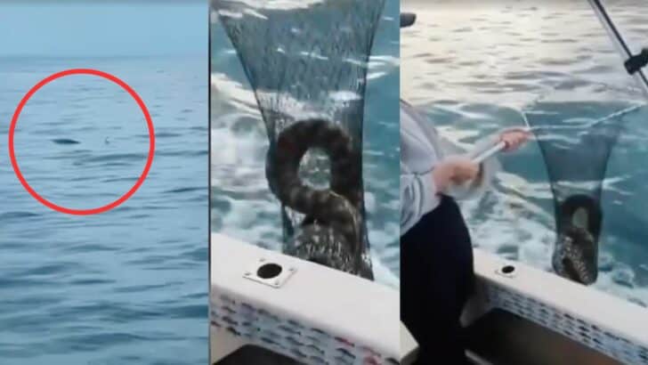 Huge Python Stranded at Sea Rescued By Boat Near Bribie Island, Australia
