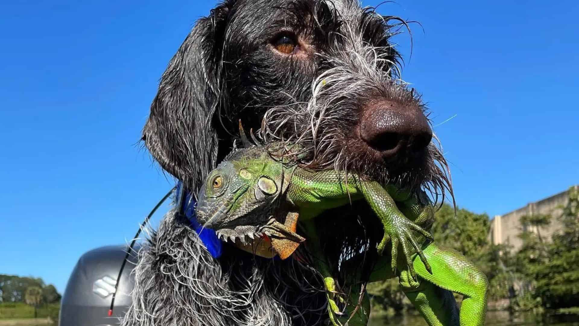 Hunter and Dog Eliminate 50 Green Iguanas