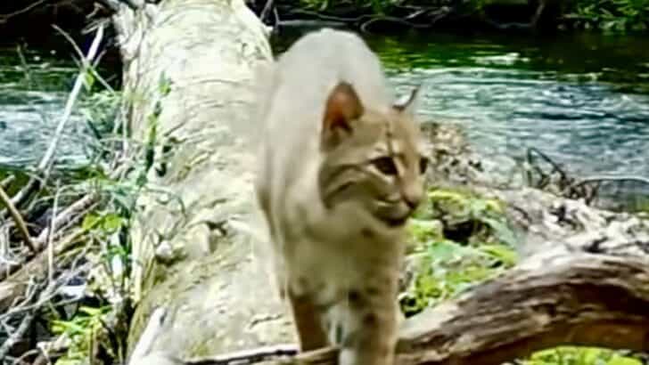 Secret Trail Camera Captures Diverse Wildlife Using “Secret Log” in Worcester County