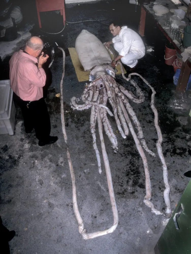 Giant Squid